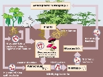 775_320px_Nitrogen_Cycle.svg.png